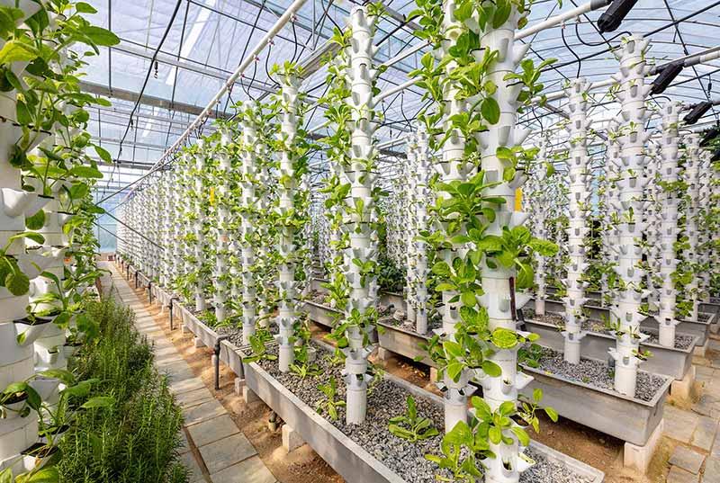 Vertical farming with hydroponic plants inside a greenhouse