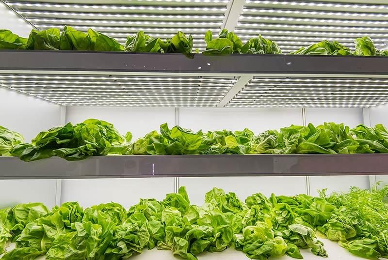Organic hydroponic vegetables grow with LED in an indoor agricultural farm